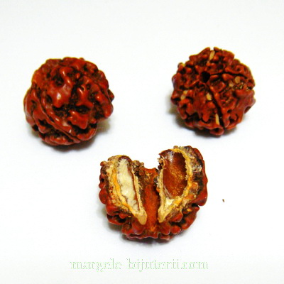 Margele, seminte de rudraksha, maro-roscat, 12-13mm