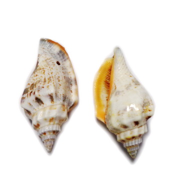 Pandantiv scoica crem, 38-40x17-19mm