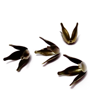 Capace bronz, petale lalea 14x10mm